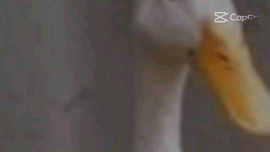 dj aku ngombe kue ngombe:>>eeditcapcut ducky:))