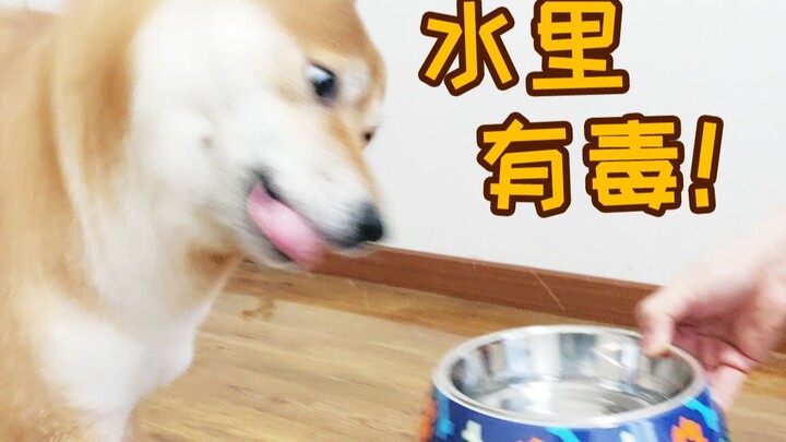 Three Shiba Inus try sparkling water for the first time! This water really tingles the tongue!