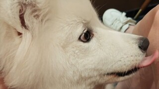 Bagaimana reaksi anjing saat pertama kali makan wasabi