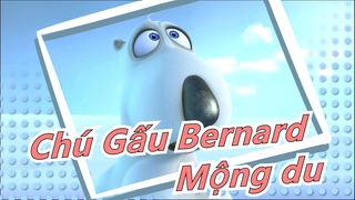 Chú Gấu Bernard -Mộng du và hơn thế