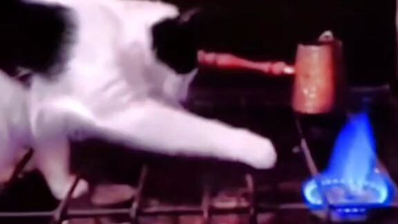 Con mèo 😂😂😂😂😂