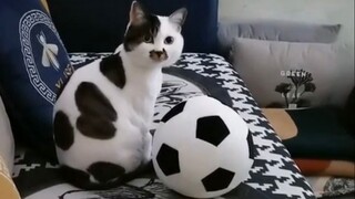 Tidak ada hewan normal dalam warna hitam dan putih!