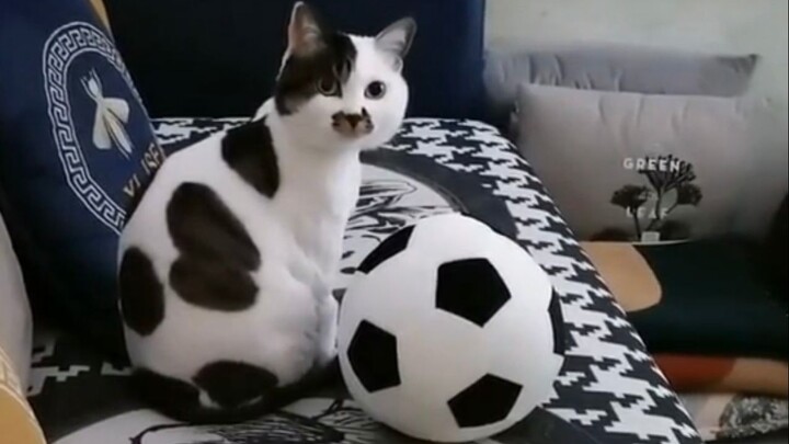 There is no normal animal in black and white!