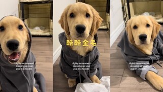 Golden retriever kecil yang keren 😎