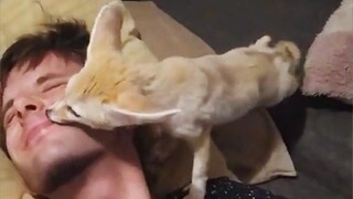 Fennec Fox: You still remember to go home! I miss you so much!