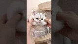 😍😍😍 AWWW... CUTE CATS VIDEOS | FUNNY VIDEO | CUTE ANIMAL VIDEOS  | FUNNY ANIMAL SHORTS MOMENTS