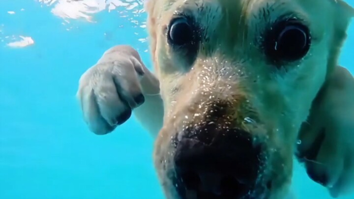 ที่รัก หนูเป็นสุนัขน้ำตัวใหญ่ที่เก่งสุดๆ เลยนะ