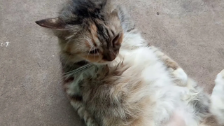 แมว EP1 เมื่อแมวไม่ยอมให้เราเล่นพุง เจ้าทาสปล่อยยย