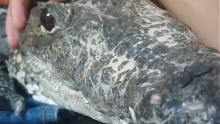 Ketika Buaya Memutuskan Menjadi Anak Anjing