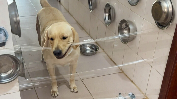 Dog: Just eating a meal while slashing through obstacles!
