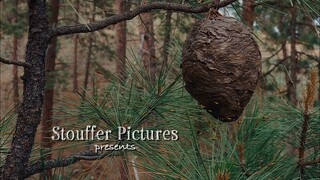 Diamond Dog Caper Full movies