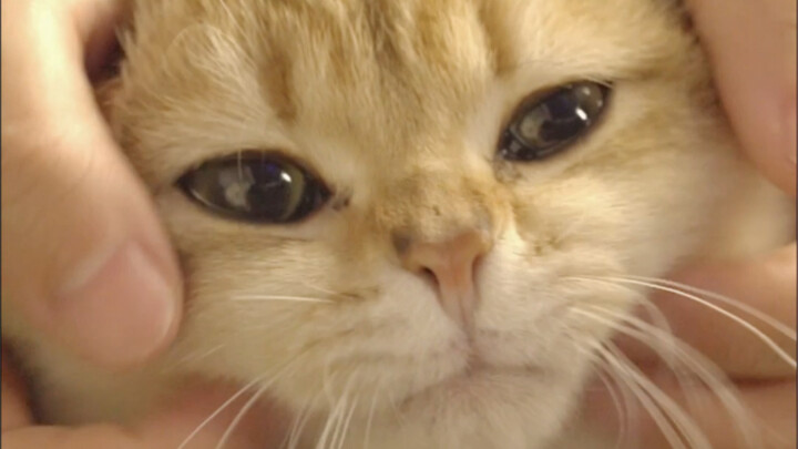 Đừng ép tao vuốt mày! Mèo con ơi! Dễ thương quá là bị vuốt trụi lông đấy! Gần đây mình chỉ luân phiê