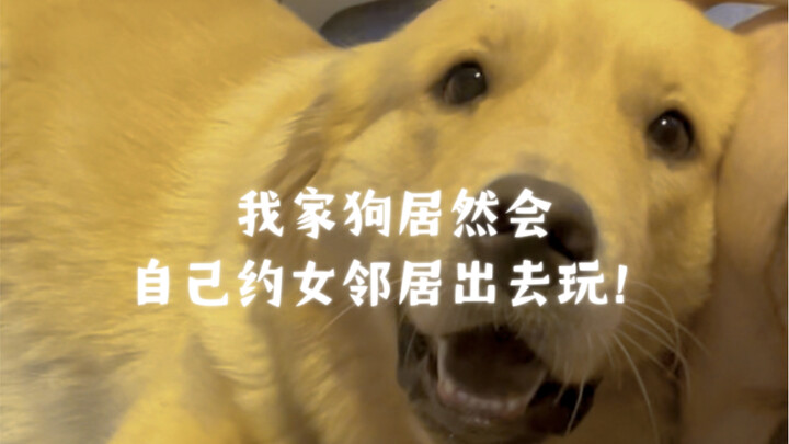 My dog actually set up a playdate with the female neighbor on its own!