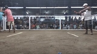 myBroodbullstag Dan gray Rh champion-(2)