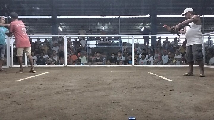 myBroodbullstag Dan gray Rh champion-(2)