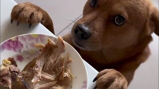 Đừng nghe lời anh ta nói nhảm. Tôi không ăn gì cả. Anh ta ăn hết.