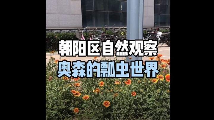 [Pengamatan Alam di Distrik Chaoyang, Beijing] Dunia Kepik di Taman Olimpiade