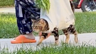 "Be a cat! Be a cat that cannot be defined by people!"