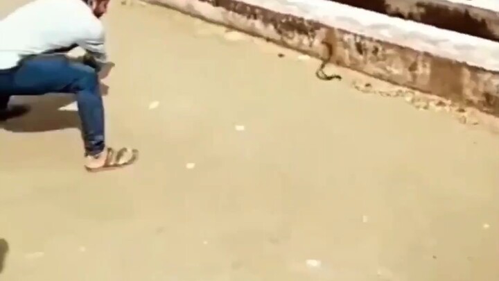 🐍🐍🐍🐍🐍