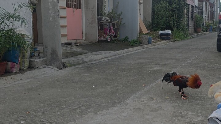 My Breeding Broodcocks ❤️‍🔥