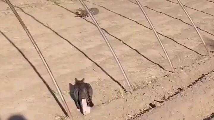 Kak, kalau mau berjemur matahari tinggal bilang saja, jadi aku jadi sangat cemas.