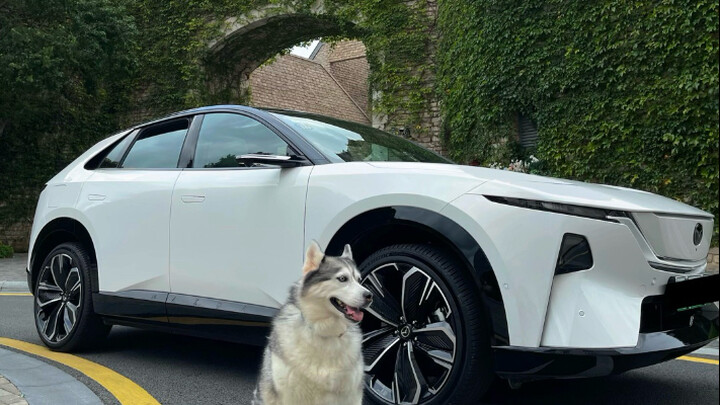 Chú cún: Không thể bị chơi khăm nữa rồi!