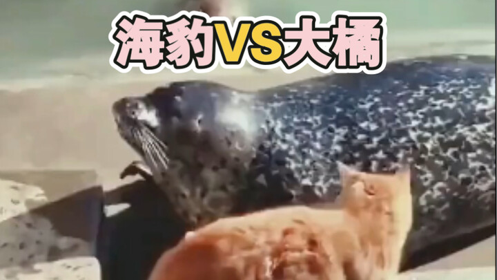 A discordant scene unfolded at the zoo: a seal suddenly started cursing at a cat. The ending was utt