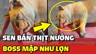Chiêm ngưỡng 3 chú chó MẬP NHƯ LỢN vì Sen bán THỊT NƯỚNG 😂 | Yêu Lu