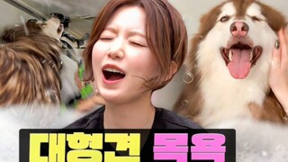 【ترجمة صينية كاملة】ييه شوهوا تُحمّم الكلب الكبير! أحدث حلقة من يوميات ووركدول في العمل!