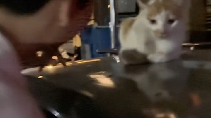 I’ve seen drunk people causing trouble, but have you ever seen someone messing with a cat?