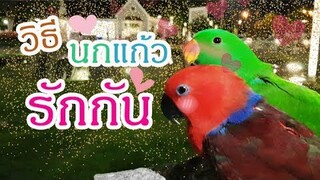 EP.36 :รีวิวนกแก้ว ทำอย่างไรให้นกแก้วรัก สำหรับนกคู่รัก @บ้านน้ำเคียงดิน