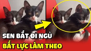 Hai chú mèo BẤT LỰC khi bị anh Sen BẮT ĐI NGỦ như NHÀ TRẺ 😂 | Yêu Lu