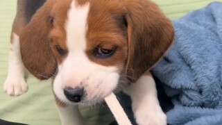 Little cuties are just so cute and cuddly!