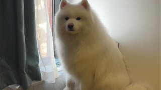 我妈给我画了个又大又圆的饼