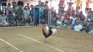 Armalite white 7 cock Derby Champion