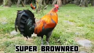 Super Brown Red