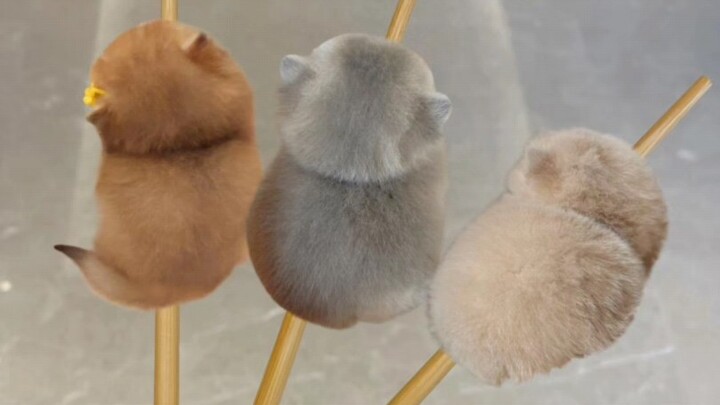 天呐！快来选可爱小猫咪吧！