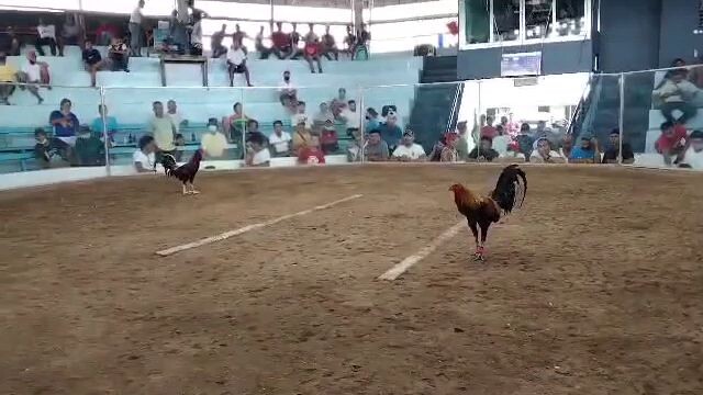 black in action at sibalom antique💪 open weight