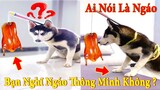 Thú Cưng TV | Dương KC Pets | Ngáo và Đầu Moi #3 | chó thông minh vui nhộn | funny cute smart dog