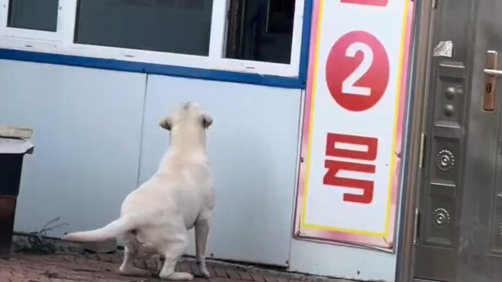 Anak anjing terjebak dalam lingkaran