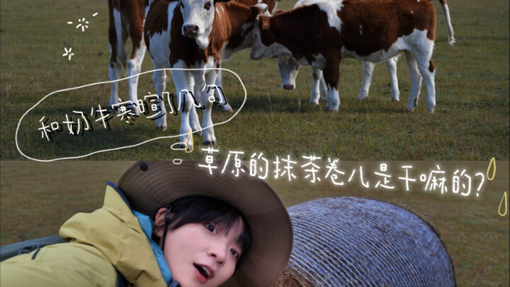 วอลก์ฮูลุนบอยเออร์! แล้ว “มัทฉะโรล” ก้อนโตๆ บนทุ่งหญ้าเหล่านี้คืออะไรกันนะ?!