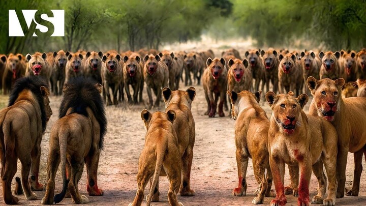 LEONES VS HIENAS | La Batalla Más Brutal de la Sabana Africana - Documental Animales