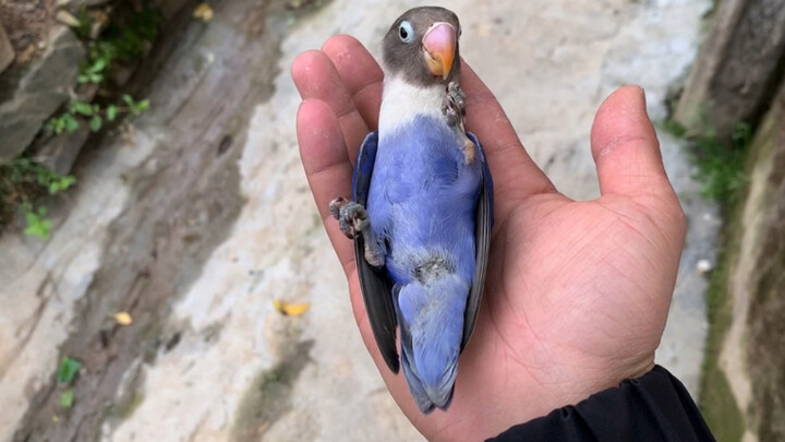 Animals|A Bird Begging for Food