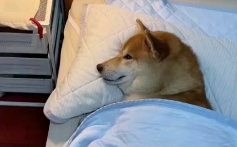 I'm a dog; I don't have to go to work.