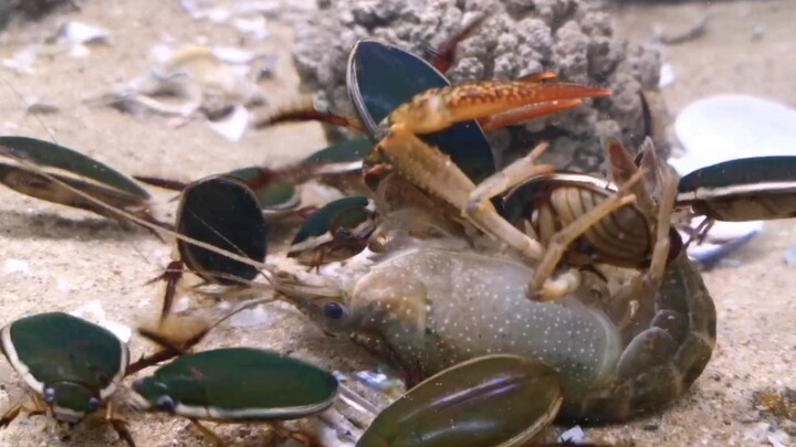 [Animal] A group of predaceous diving beetles attacking a crayfish