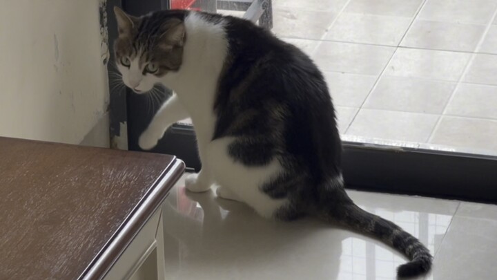 Hateful return of the south wind, damnable Jianzhou cats...
