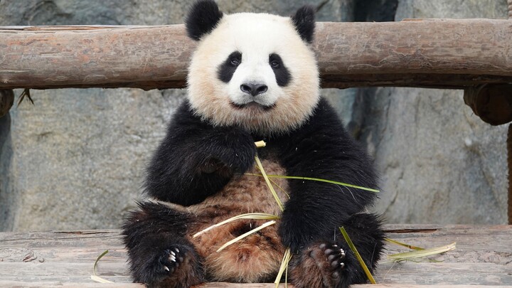 Xue Bao si panda, anak paling patuh sewaktu jam makan.