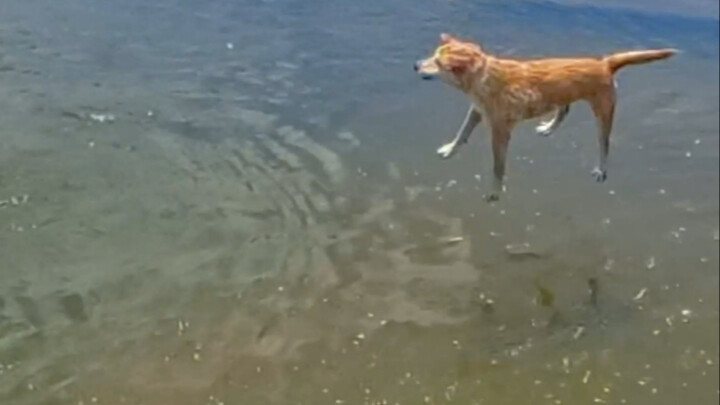 Dua anjing terjatuh ke air