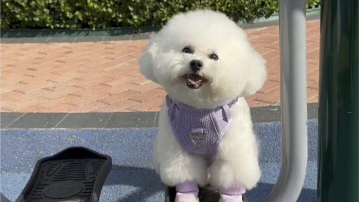 The little dog is lining up to ride the rocker again!
