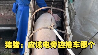 Babi: Aku harus menyalakan gerobak di sampingku.